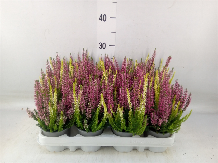 <h4>Calluna vulg. 'Beauty L'  ..mix 2/p</h4>