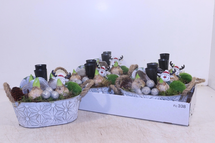 <h4>ARR HYACINTH</h4>