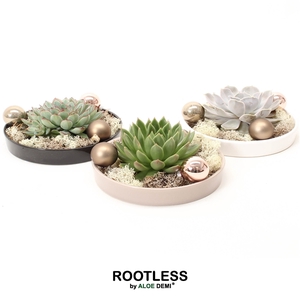 ROOTLESS Echeveria Christmas garden, panda bowl