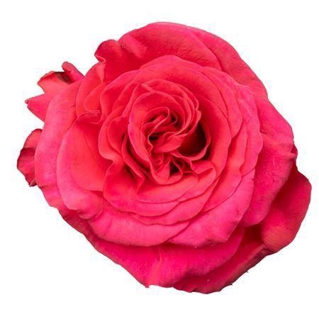 <h4>R Gr Exotix Berry Xl</h4>