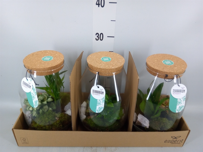 <h4>Arr.   Planten H%</h4>