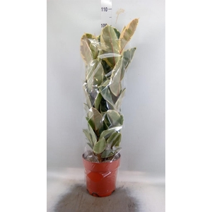 Ficus elastica 'Tineke'