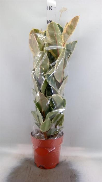 <h4>Ficus elastica 'Tineke'</h4>