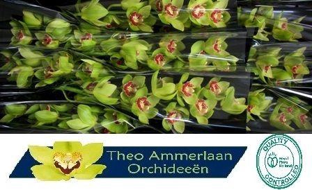 <h4>CYMB T LIGHTNING</h4>