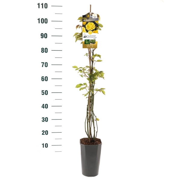 <h4>Rosa 'Golden Showers' - Klim - C3rp - Basic Collection</h4>