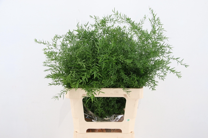 <h4>ASP DENS CWEBE</h4>