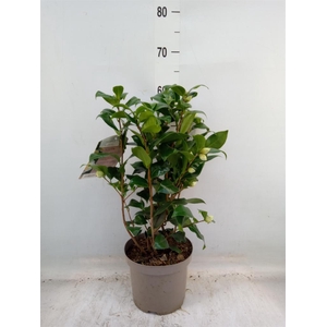 Camellia japonica