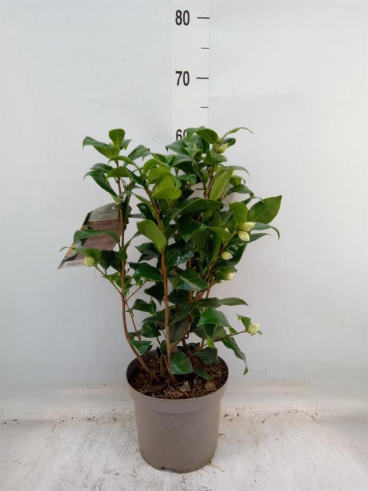 <h4>Camellia japonica</h4>