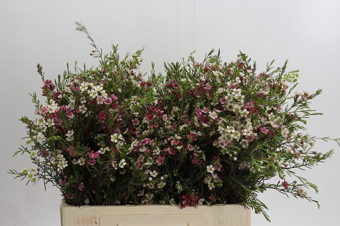 Chamelaucium uncinatum 'Dual Star'