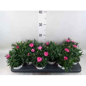 Dianthus  'Oscar Red'