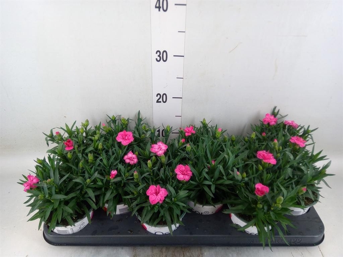 <h4>Dianthus 'Oscar Red'</h4>
