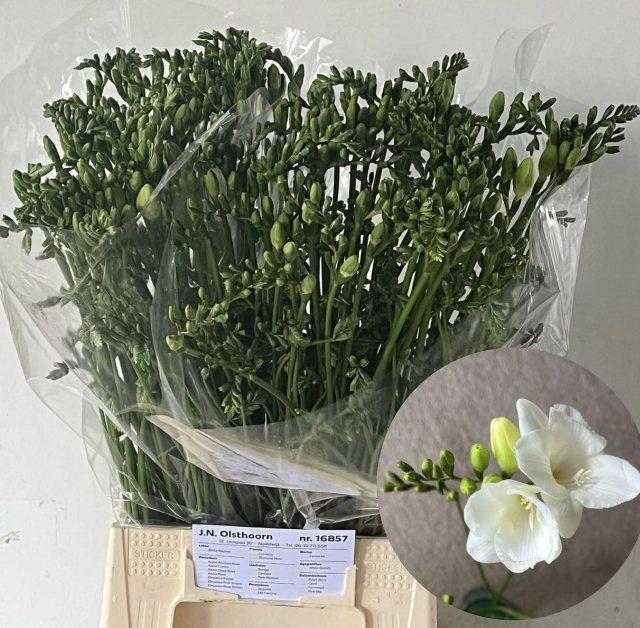 <h4>FR EN DIAMOND RIVER</h4>