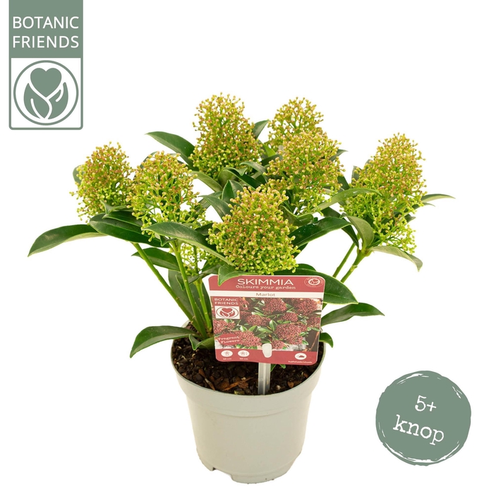 <h4>Skimmia japonica 'Marlot' 5+bloem</h4>