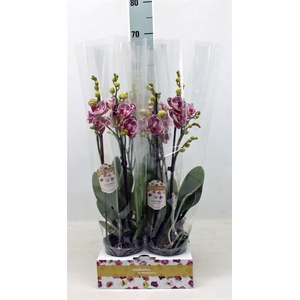 Phalaenopsis   ...