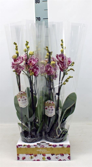 <h4>Phalaenopsis   ...</h4>