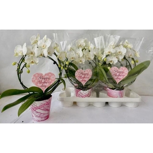 PHAL OV