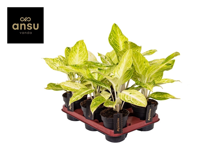 <h4>Aglaonema Citronelle</h4>