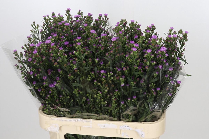 <h4>Aster Painted Lady</h4>