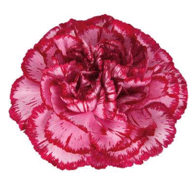<h4>Di St Bacarat Purple</h4>