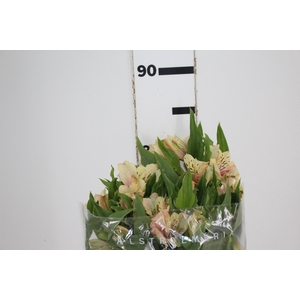 ALSTROEMERIA DIRTY DANCING 080 CM
