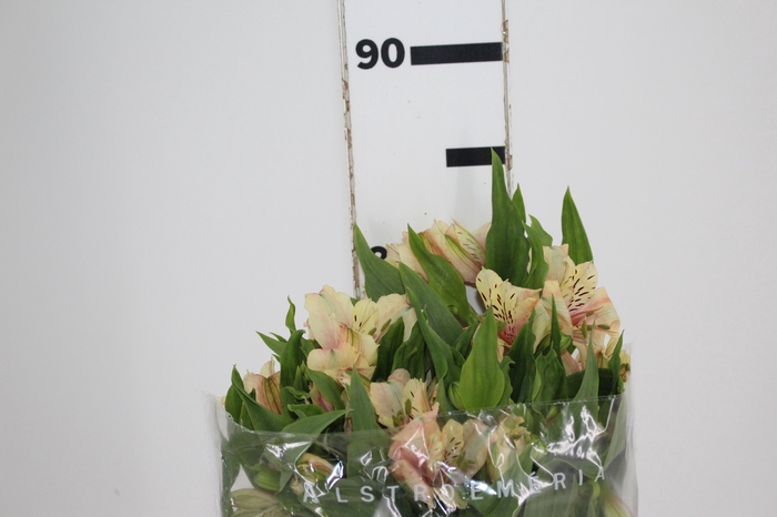 <h4>ALSTROEMERIA DIRTY DANCING 080 CM</h4>