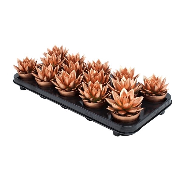 <h4>Echeveria coloured bronze</h4>