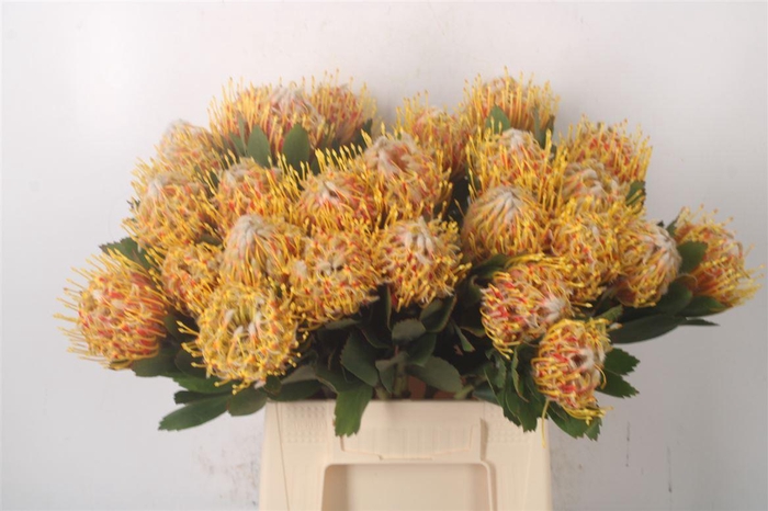 <h4>Leuco Co Veldfire</h4>