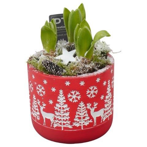 <h4>PTWH7804 Arrangement Winter Hyacint in beton pot</h4>