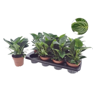 Philodendron White Wave 12Ø 25cm