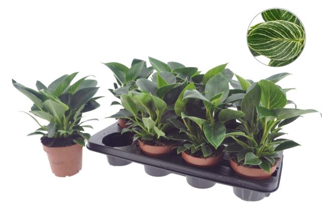 Philodendron White Wave 12Ø 25cm