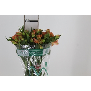 ALSTROEMERIA OPTIMA 080 CM