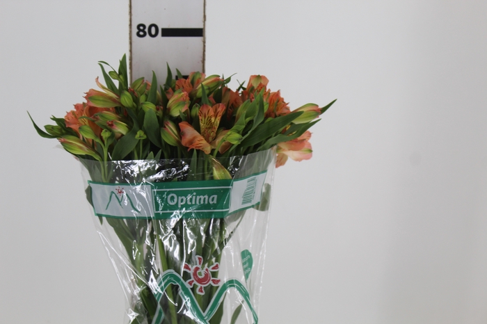 <h4>ALSTROEMERIA OPTIMA 080 CM</h4>