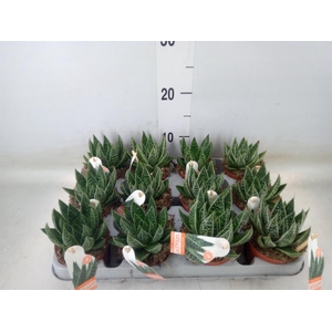 Gasteria