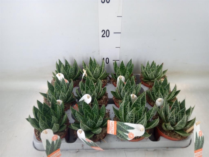 <h4>Gasteria</h4>