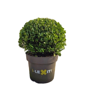 Ilex crenata Dark Green