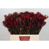 Leucadendron Blush Spray