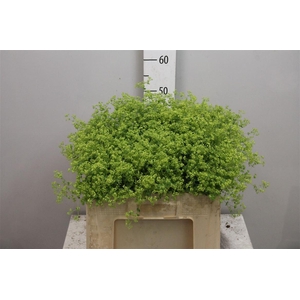Alchem M Robustica