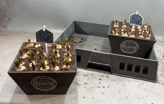 <h4>ARR MUSCARI</h4>