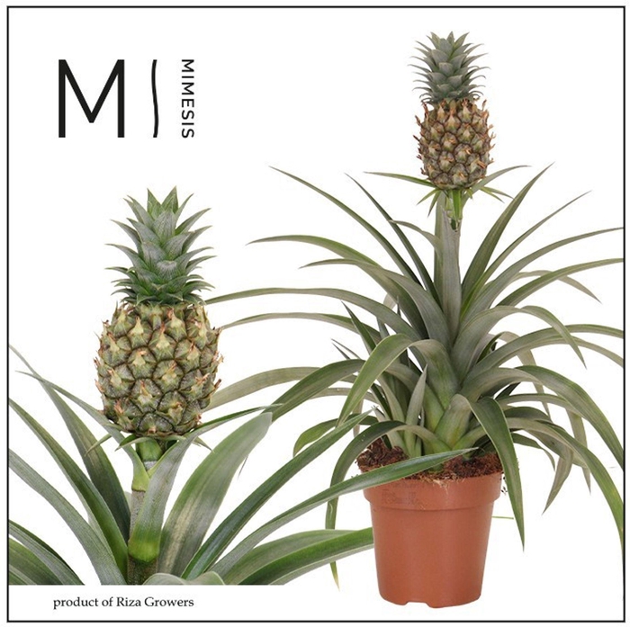 <h4>Ananas Mi Amigo</h4>