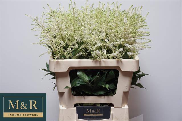 <h4>ASTIL JA WASHINGTON</h4>