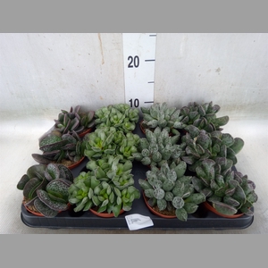 Succulents   ...