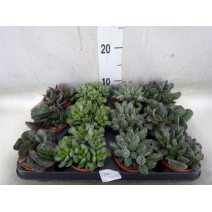 Succulents   ...