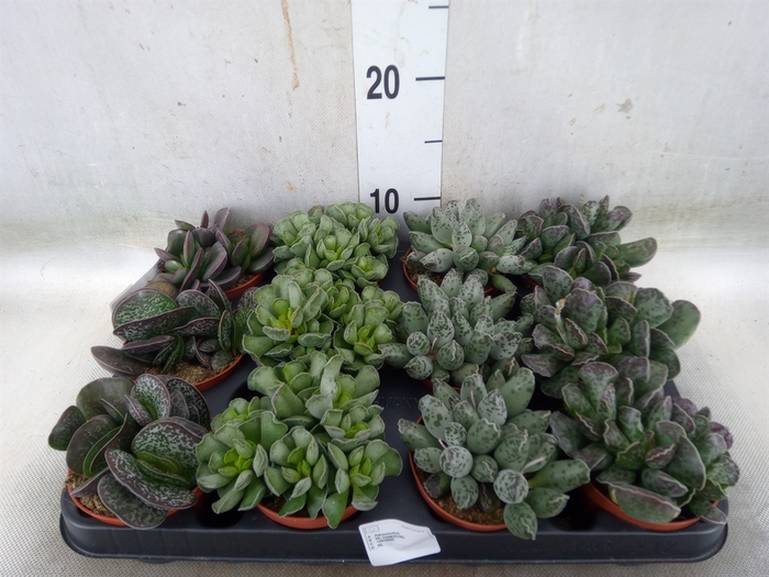 <h4>Succulents   ...</h4>