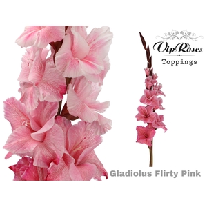 Glad Gr Flirty Pink