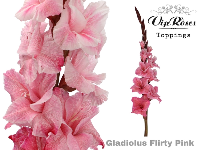 <h4>GLAD GR FLIRTY PINK</h4>