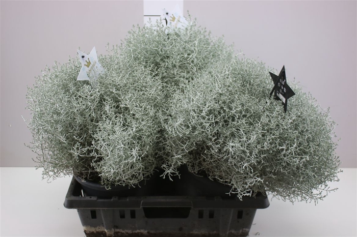 <h4>Calocephalus Xl</h4>