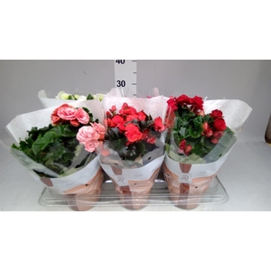 Begonia elat. DU   ...mix