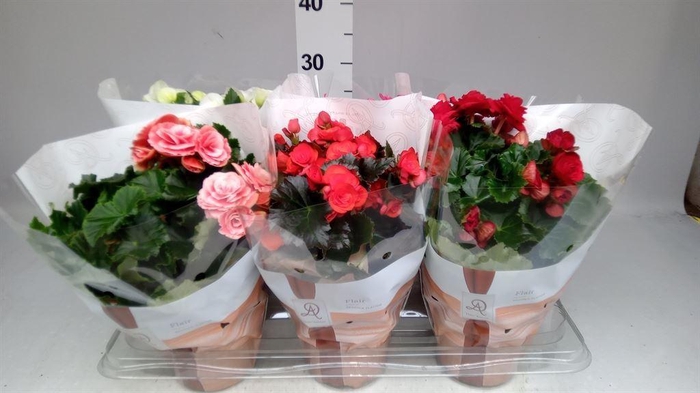 <h4>Begonia elat. DU   ...mix</h4>