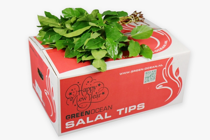 <h4>Salal  Tips Green Ocean</h4>