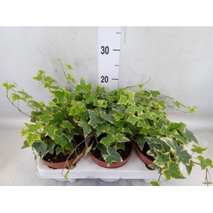 Hedera helix 'Goldchild'